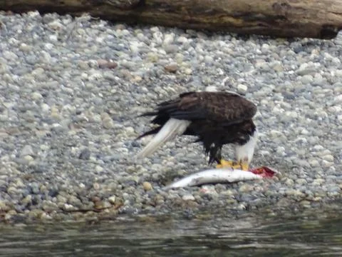 Bald Eagle Eating Fish Stock Photos