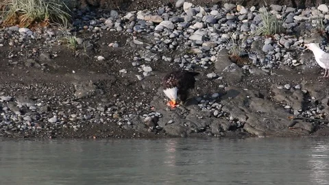 Bald eagle eating a fish on the river bank Stock Footage 114346588