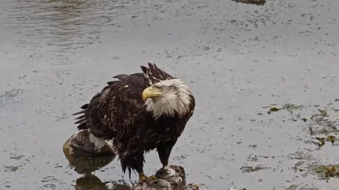 Bald Eagle eating fish scraps in the rain at Seldovia, Alaska Stock Footage 244237221