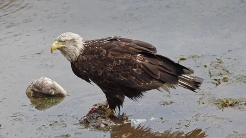 Bald Eagle eating fish scraps at Seldovia, Alaska Stock-Footage 244237619