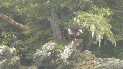 Bald Eagle eating fish in tree Stock Footage 85533219