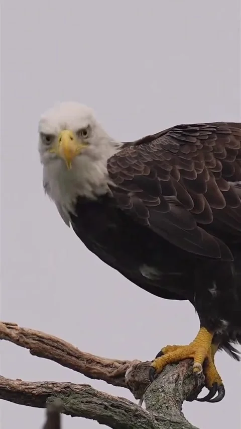Bald eagle eating fish on tree branch Video stock 341652761
