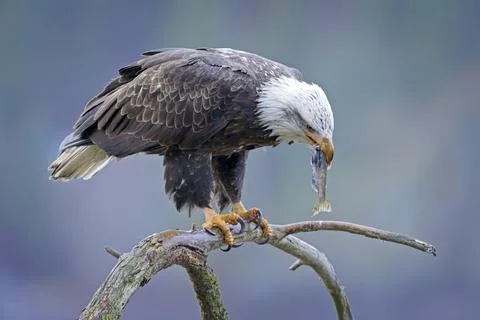 Bald eagle eating a fish while on a branch. Stock Photos