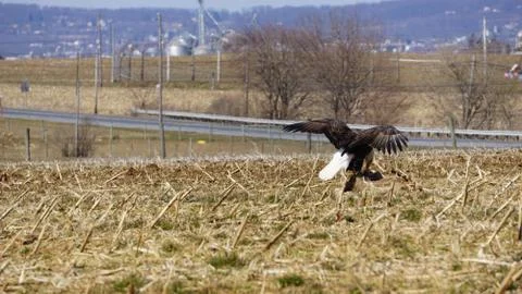 Bald eagle eating prey Stockfoto's