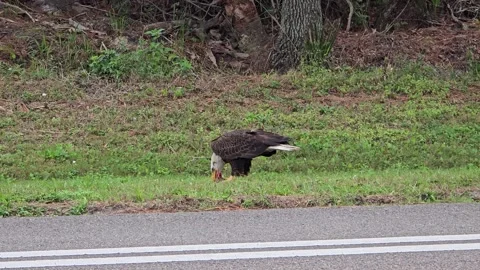 Bald eagle eating prey on roadside grass near asphalt road. Stock Footage 337447856