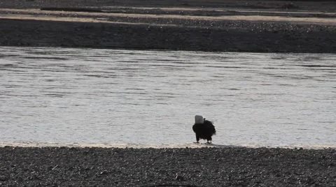 Bald Eagle Eating Salmon Video stock 954408