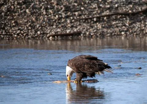 Bald Eagle eating salmon Stock Photos