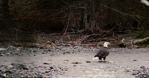 Bald Eagle eating salmon on river shore Stock Footage 100599087