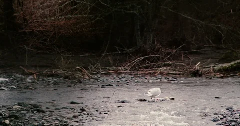 Bald Eagle eating salmon on river shore - Swoops into frame Stock Footage 100599307