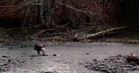 Bald Eagle eating salmon on river shore Stock Footage 100599570