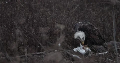 Bald Eagle Eating Seagull Video stock 257049992