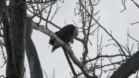 Bald eagle eating a small fish Stock Footage 129284198