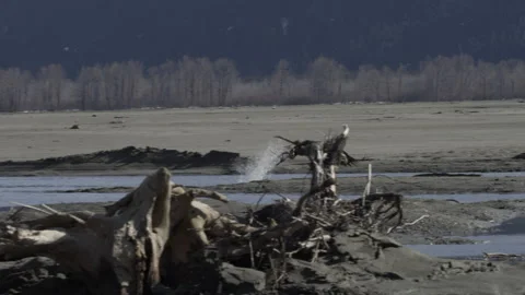 Bald Eagle Eating from Stream Stock Footage 153701906