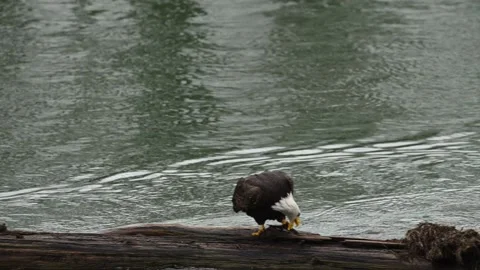 Bald eagle eats fish in slow motion Stock Footage 266805334