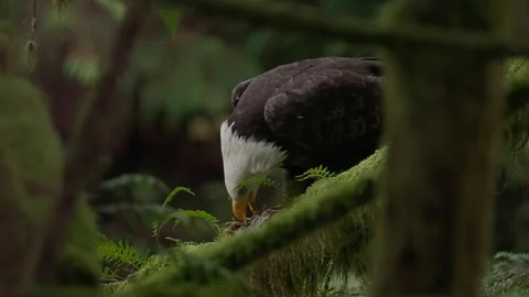 Bald Eagle Eats Fish While Perched in a Coastal Forest Vidéo 325364434