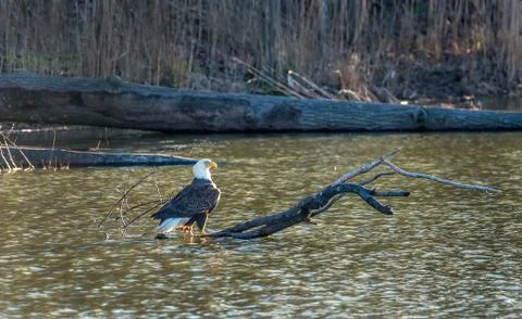 Bald Eagle enjoying the sunlight on a log in a pond Foto stock