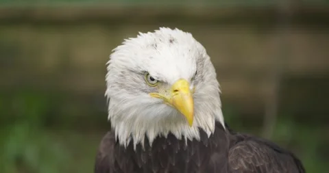 Bald Eagle Extreme Head Close-Up Staring at Camera at Jeju Bird Park Stock Footage 339739051