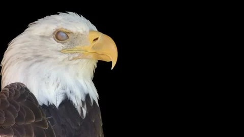 Bald eagle face close-up, isolated on black background with copy space Stock Footage 289760217