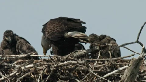 Bald Eagle Family Feeding Chicks at Nest in Minnesota Summer Stock Footage 337793655