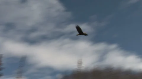 Bald Eagle, fast flyover Stock Footage 1213327