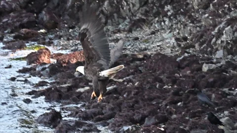 Bald Eagle Feasting on Crab, Guarding Meal from Crows in British Columbia Stock Footage 296825295