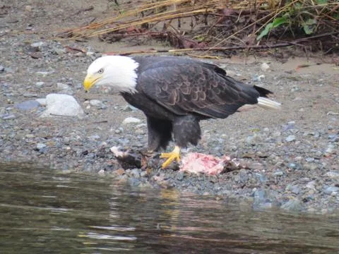 Bald Eagle Feasting on Salmon Stock Photos