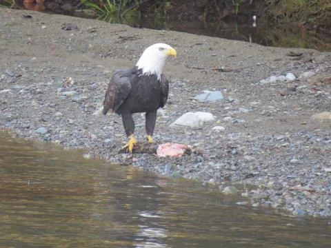 Bald Eagle Feasting on Salmon Stock Photos