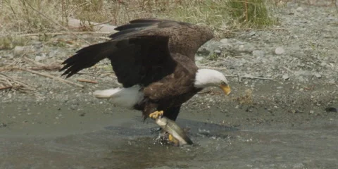 Bald eagle feeding, catches spawning sucker in lake, 2k Stock-Footage 154521465