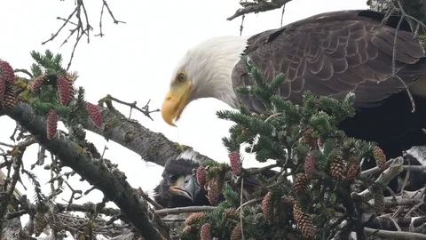 Bald Eagle feeding chick Stock Footage 70400648