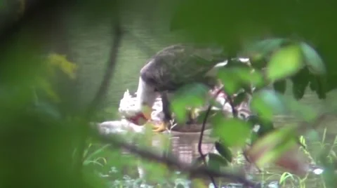 Bald eagle feeding on deer carcass Stock Footage 57074472