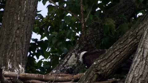 Bald Eagle Feeding Eaglets On Nest In Tropical Forest. - Close Up Shot 動画素材 154933233