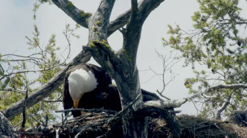 Bald Eagle feeds 2 eaglets, chicks, in nest,  nature, 4k Stock Footage 278697695