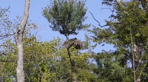 Bald eagle feeds its baby Stock Footage 64220510