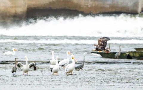 Bald Eagle With Fish Flies Over Wading Pelicans In River Stock Photos
