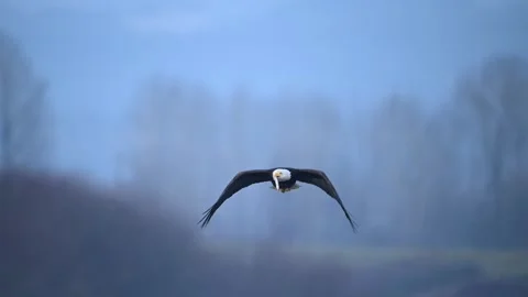 Bald eagle with fish flies towards camera (slow motion) Stock Footage 266805162