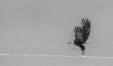 Bald Eagle with a fish in its talons Stock Photos