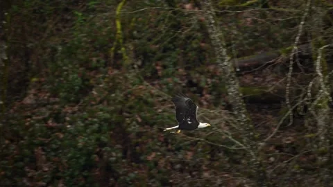 Bald eagle with fish in slow motion Stock Footage 266805287