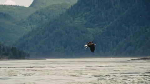 Bald Eagle Fishing &amp; Flying 1 Stock Footage 306647625