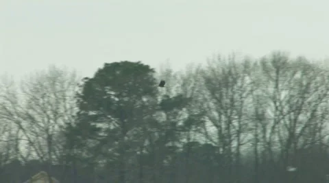 Bald eagle fishing Stock Footage 951762