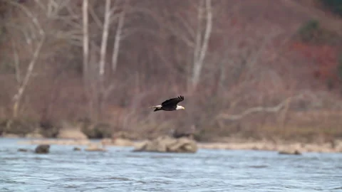 Bald Eagle fishing Stock Footage 196659596