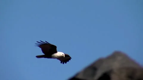 Bald eagle flapping its wings in sky Stock Footage 55340242