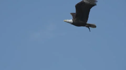 Bald Eagle Flapping Its Wings Against Blue Sky 库存影片 348705827