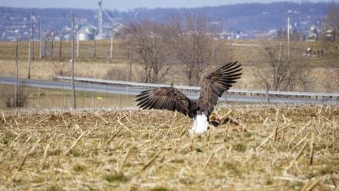 Bald Eagle Flapping wings on prey Stockfoto's
