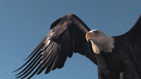 A bald eagle flaps its wings and soars, in slow motion Stock Footage