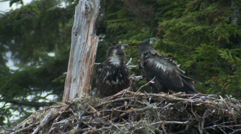 Bald Eagle Fledglings Stock Footage 38848287