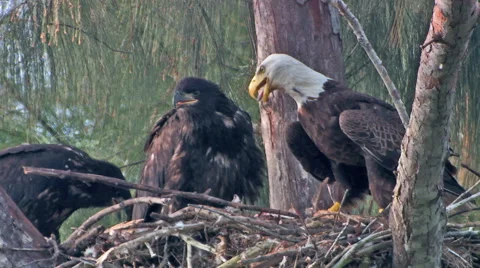 Bald Eagle with fledglings  Stock Footage 46910744