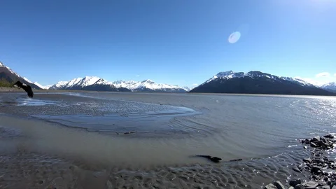 Bald eagle flies across frame and lands on shore of Fjord looking for food Stock Footage 113664180