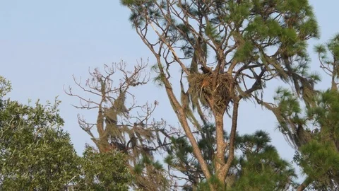 Bald Eagle Flies Away from Nest Towards Camera, 4K Stock Footage 71984081
