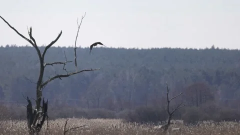 Bald eagle flies away from the tree, 4K slomo Stock Footage 172429576