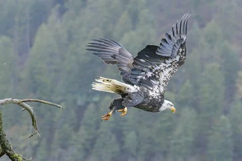 Bald eagle flies off branch  in a hunt. Stock Photos